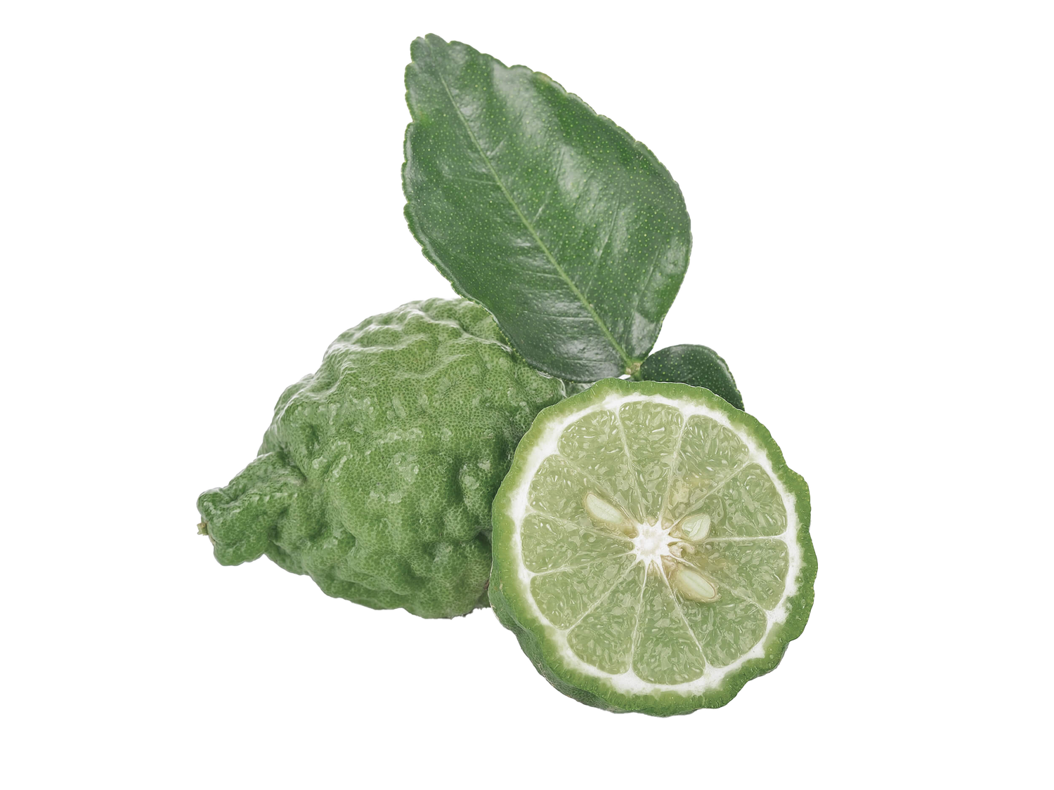 Bergamot