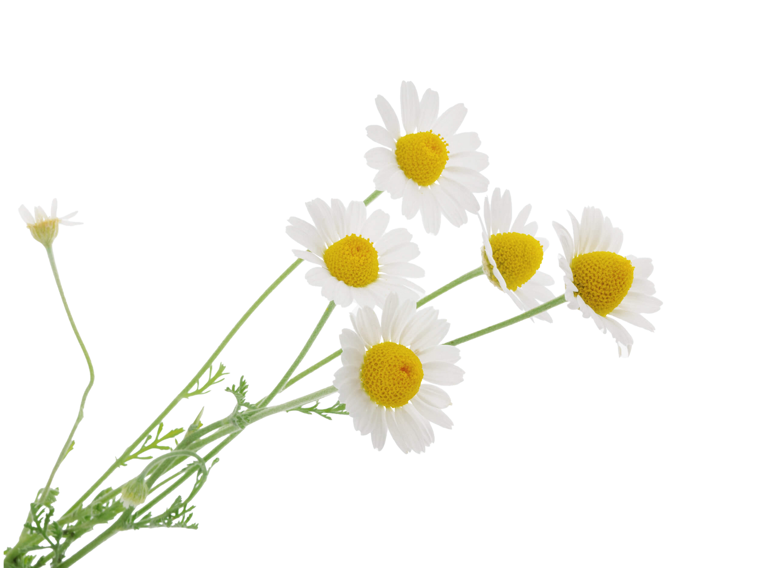 Chamomile