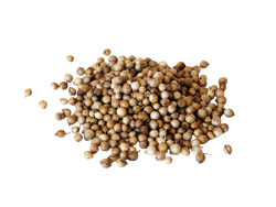 Coriander