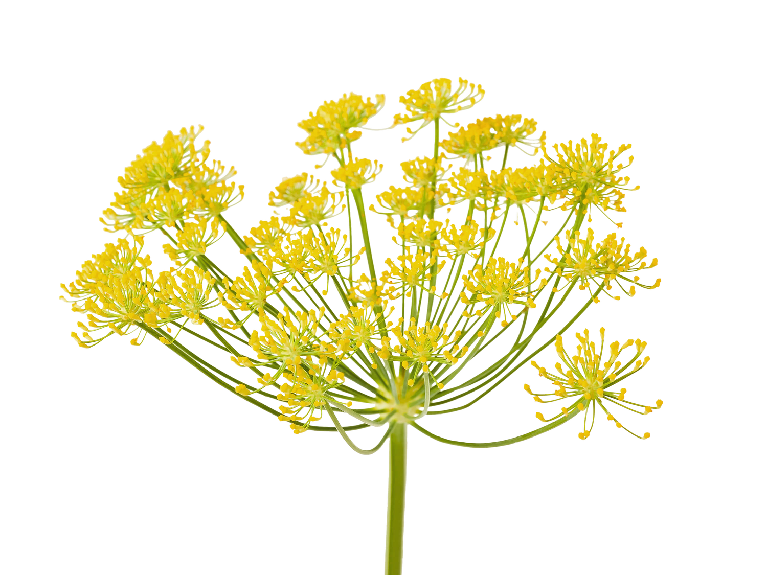 Fennel