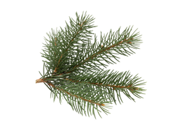 Fir Balsam