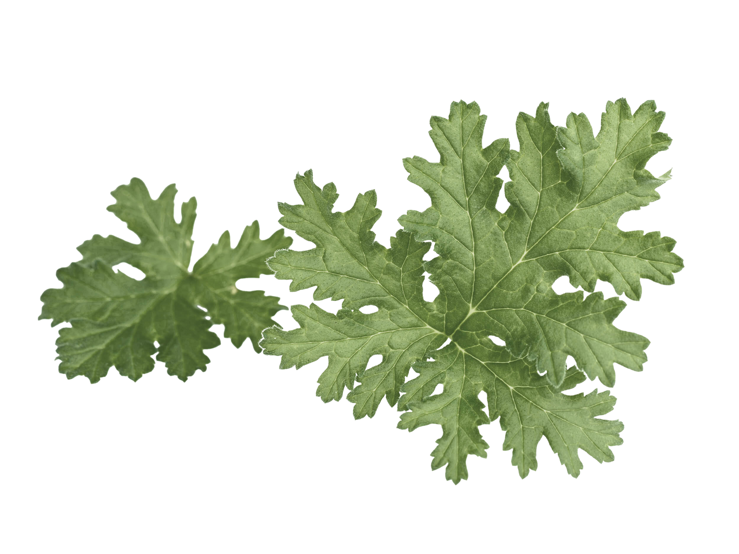 Geranium Leaf