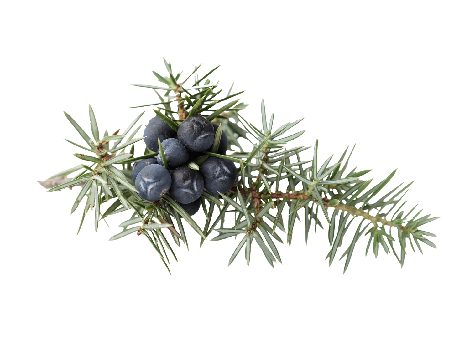 Juniper Berry