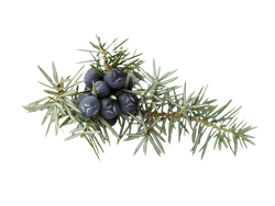 Juniper Berry