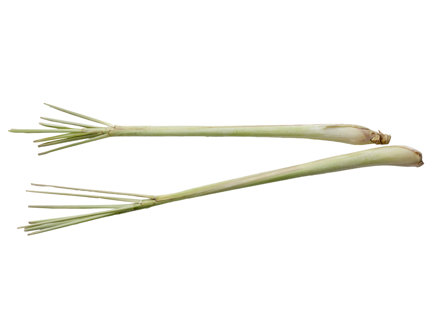 Lemongrass