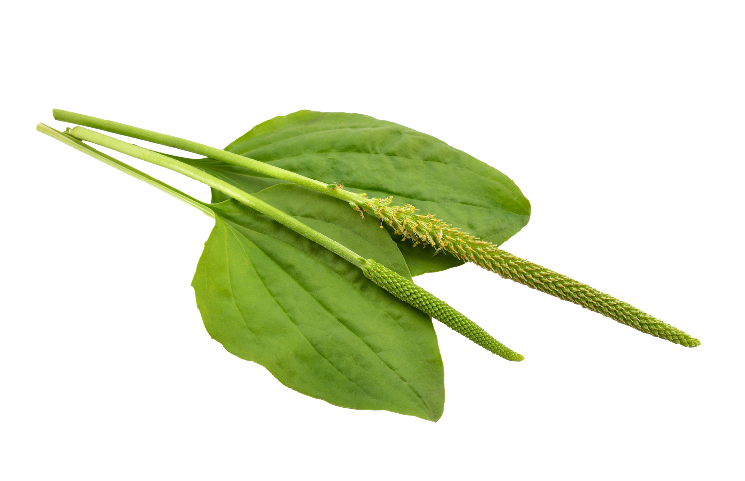 Plantain Leaf