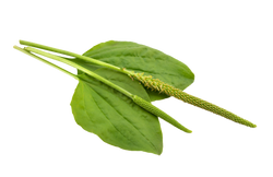 Plantain Leaf