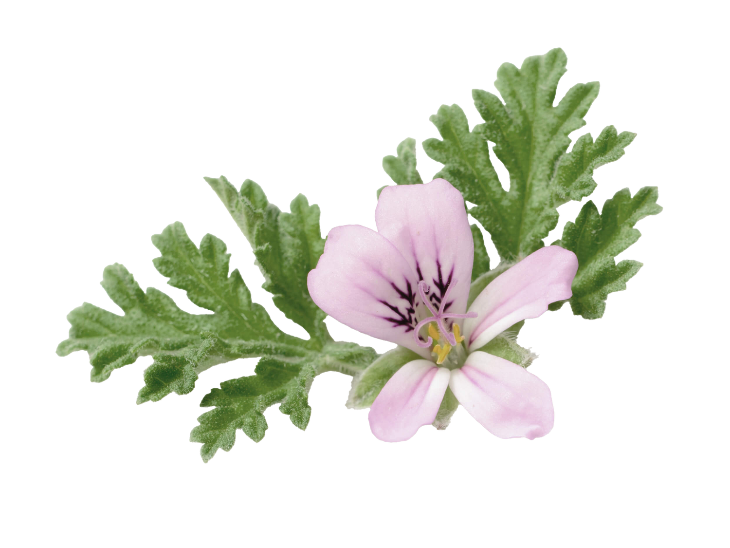 Rose Geranium