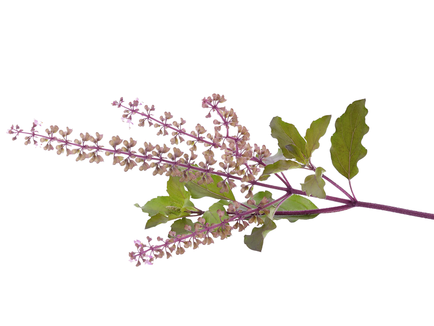 Tulsi