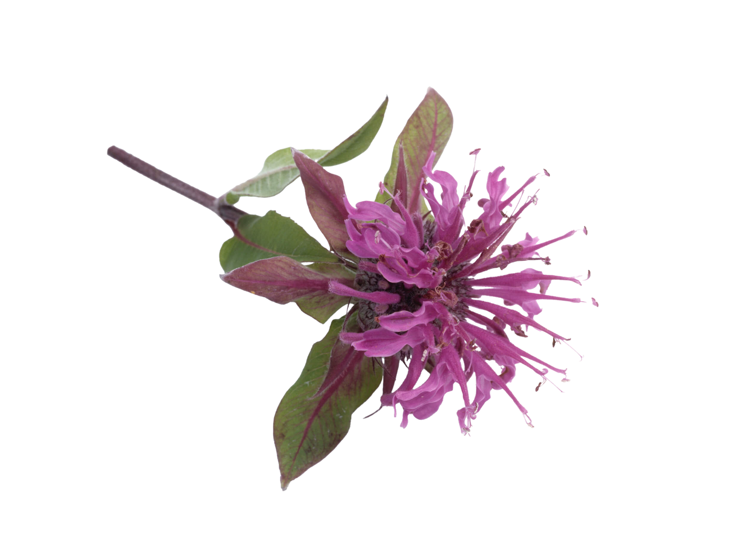 Wild Native Bergamot