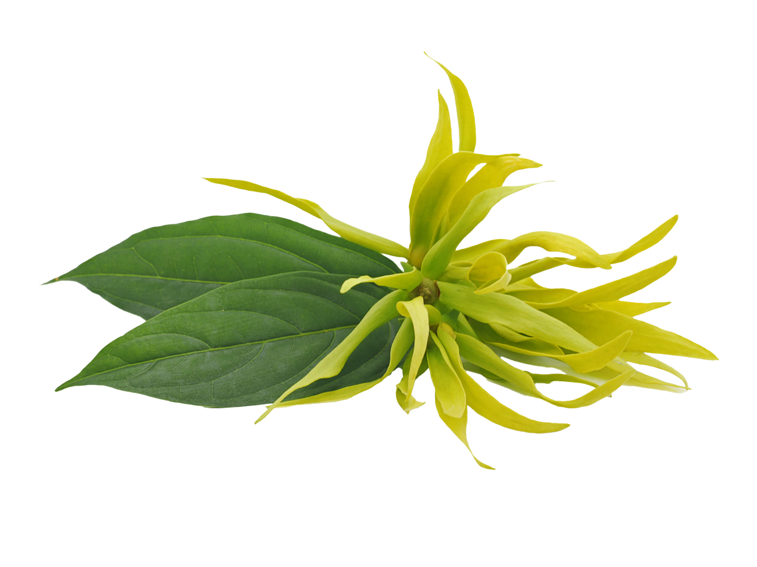 Ylang Ylang Flower