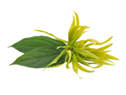 Ylang Ylang Flower